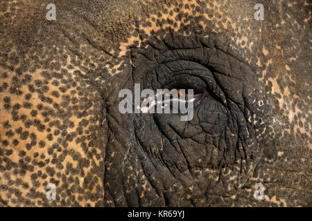 Auge eines asiatischen Elephnat (Elephas maximus), Stockfoto