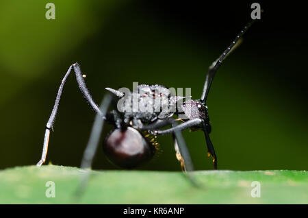 Nahaufnahme der Schwarze Garten ant (Lasius Niger) auf ein Blatt in die Kamera schaut Stockfoto