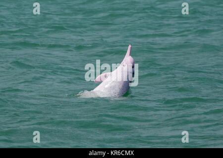 Indopazifik Buckelwale Delphin/Chinesische Weiße Delphin/Pink Dolphin (Sousa Chinensis) - High speed Fähre und Schiff verursacht Kollision und Lärm Stockfoto