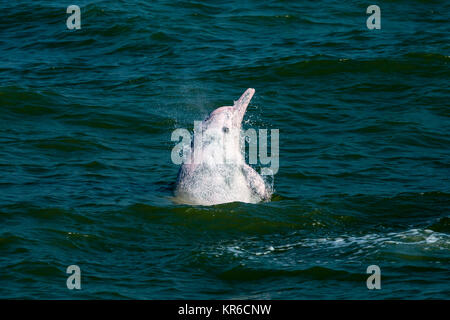 Indopazifik Buckelwale Delphin/Chinesische Weiße Delphin/Pink Dolphin (Sousa Chinensis) in den Gewässern von Hong Kong, mit denen viele Bedrohungen Stockfoto