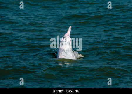 Indopazifik Buckelwale Delphin/Chinesische Weiße Delphin/Pink Dolphin (Sousa Chinensis) in den Gewässern von Hong Kong, mit denen viele Bedrohungen Stockfoto