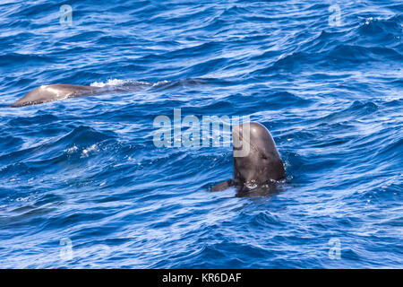 Kurzflossen-grindwal (GLOBICEPHALA MACRORHYNCHUS) Familie in großen Pod um das Boot herum hängen auftreten Stockfoto