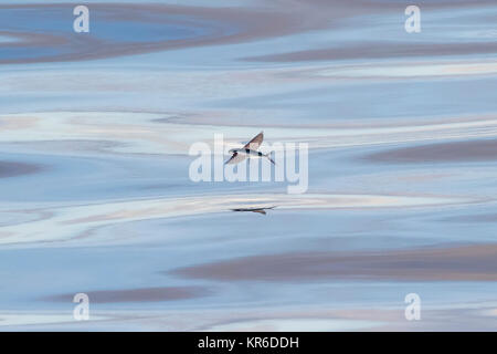 Fliegende Fische gleiten in das ruhige Meer des Südpazifik Stockfoto