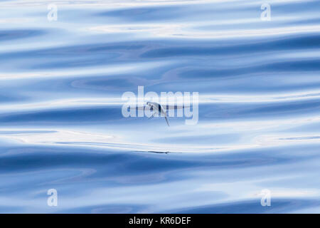 Fliegende Fische gleiten in das ruhige Meer des Südpazifik Stockfoto