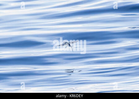 Fliegende Fische gleiten in das ruhige Meer des Südpazifik Stockfoto