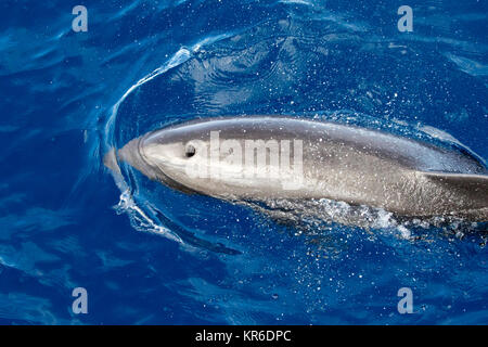 Melone - vorangegangen Wal oder Melone-headed Dolphin (Peponocephala electra), der in der Nähe der Yacht in einer großen Hülse, mit Fraser & Fleckendelfin gemischt Stockfoto