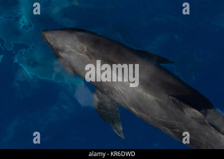 Melone - vorangegangen Wal oder Melone-headed Dolphin (Peponocephala electra), der in der Nähe der Yacht in einer großen Hülse, mit Fraser & Fleckendelfin gemischt Stockfoto