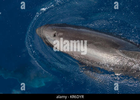 Melone - vorangegangen Wal oder Melone-headed Dolphin (Peponocephala electra), der in der Nähe der Yacht in einer großen Hülse, mit Fraser & Fleckendelfin gemischt Stockfoto