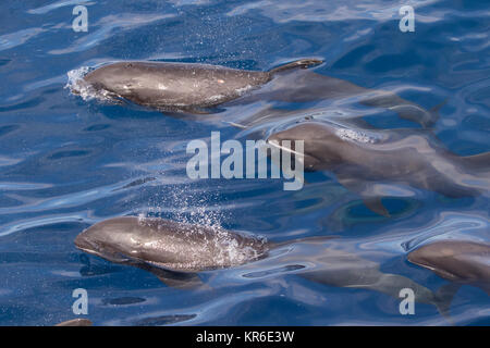 Melone - vorangegangen Wal oder Melone-headed Dolphin (Peponocephala electra), der in der Nähe der Yacht in einer großen Hülse, mit Fraser & Fleckendelfin gemischt Stockfoto