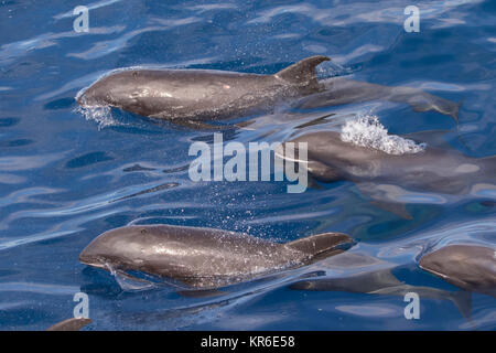 Melone - vorangegangen Wal oder Melone-headed Dolphin (Peponocephala electra), der in der Nähe der Yacht in einer großen Hülse, mit Fraser & Fleckendelfin gemischt Stockfoto