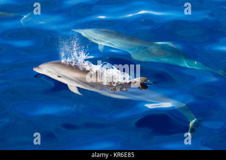 Fraser's Dolphin (Lagenodelphis hosei) oder den Sarawak dolphin, in der Nähe der Yacht in einer großen Gruppe Stockfoto