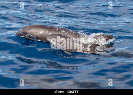 Melone - vorangegangen Wal oder Melone-headed Dolphin (Peponocephala electra), der in der Nähe der Yacht in einer großen Hülse, mit Fraser & Fleckendelfin gemischt Stockfoto