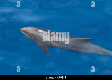 Melone - vorangegangen Wal oder Melone-headed Dolphin (Peponocephala electra), der in der Nähe der Yacht in einer großen Hülse, mit Fraser & Fleckendelfin gemischt Stockfoto