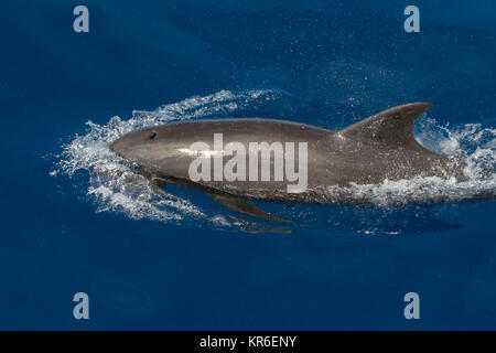 Melone - vorangegangen Wal oder Melone-headed Dolphin (Peponocephala electra), der in der Nähe der Yacht in einer großen Hülse, mit Fraser & Fleckendelfin gemischt Stockfoto