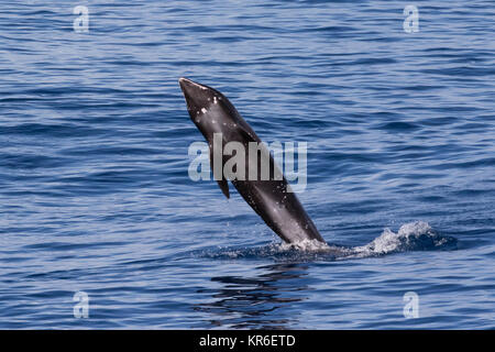 Melone - vorangegangen Wal oder Melone-headed Dolphin (Peponocephala electra), der in der Nähe der Yacht in einer großen Hülse, mit Fraser & Fleckendelfin gemischt Stockfoto