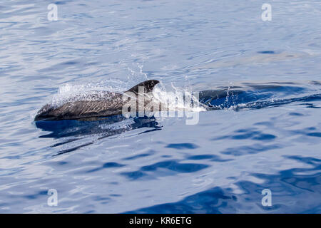 Melone - vorangegangen Wal oder Melone-headed Dolphin (Peponocephala electra), der in der Nähe der Yacht in einer großen Hülse, mit Fraser & Fleckendelfin gemischt Stockfoto