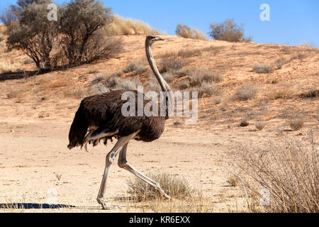 Strauß in trockenen Kgalagadi Park, Südafrika Stockfoto