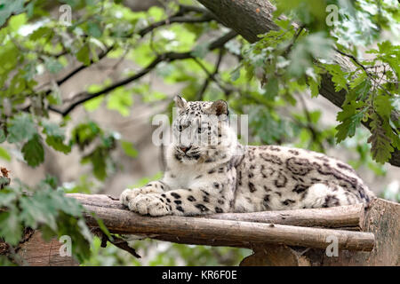 Snow Leopard, Irbis Uncia uncia Stockfoto