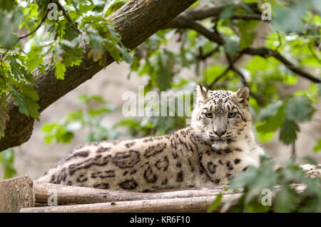 Snow Leopard, Irbis Uncia uncia Stockfoto