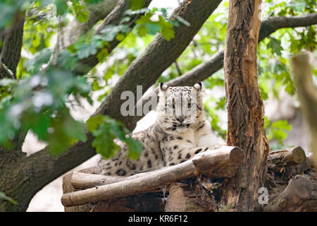 Snow Leopard, Irbis Uncia uncia Stockfoto