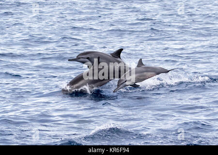 Spinner Delfin (Stenella longirostris) springen und in den nächsten zum Boot für Spaß Stockfoto