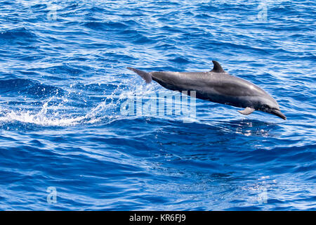 Pantropical Spotted Delfin (stenella Attenuata) springen und Geselligkeit in der Nähe unseres Bootes Stockfoto