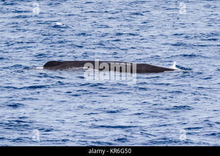 Weiblichen Pottwal (Physeter macrocephalus) Belag für Atem vor dem Abtauchen. Sie manchmal neugierig und unser Boot Ansatz Stockfoto