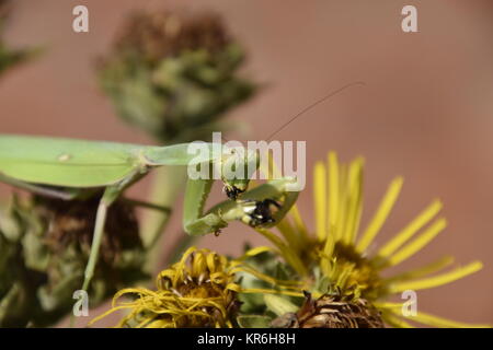 Die weibliche Gottesanbeterin frisst Wasp Stockfoto