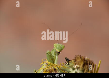 Die weibliche Gottesanbeterin frisst Wasp Stockfoto