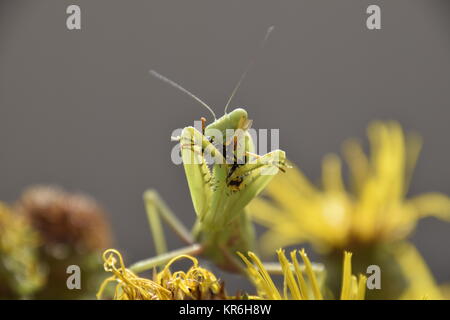 Die weibliche Gottesanbeterin frisst Wasp Stockfoto