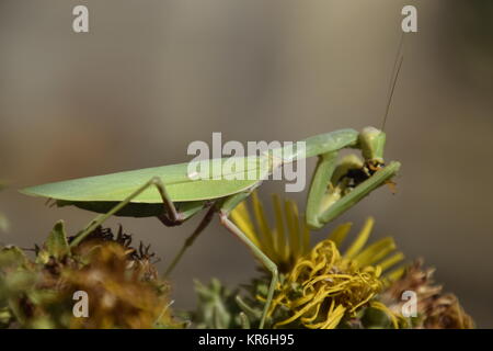 Die weibliche Gottesanbeterin frisst Wasp Stockfoto