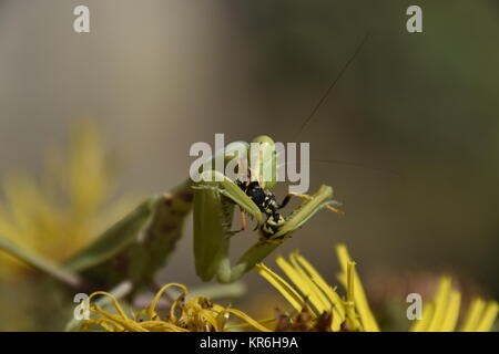 Die weibliche Gottesanbeterin frisst Wasp Stockfoto