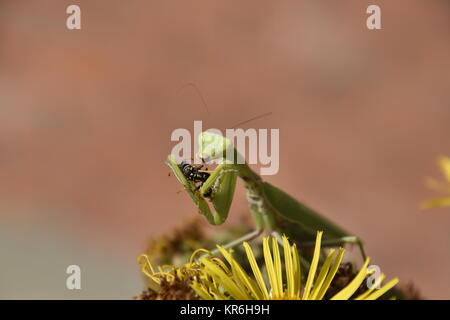 Die weibliche Gottesanbeterin frisst Wasp Stockfoto