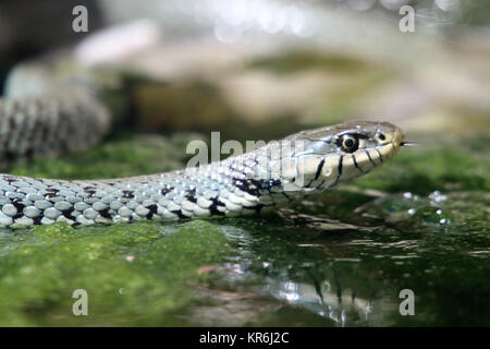 Ringelnatter im Water's Edge Stockfoto