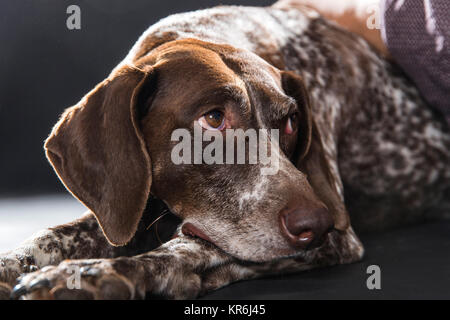 Hund, German wirehaired Pointer, Kopf seitwärts, Porträt Stockfoto