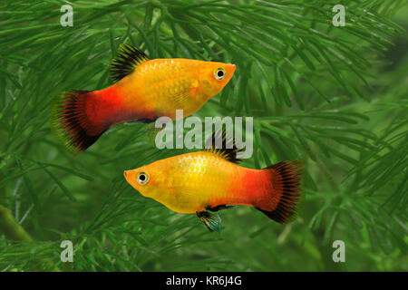 Zwei platy gold Bachstelze xiphophorus, deutschlandplaty Stockfoto