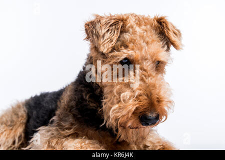 Airedale Terrier von der Vorderseite, close-up Stockfoto