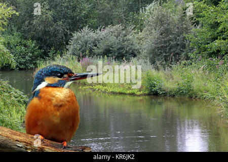 Eisvogel alcedo atthis Stockfoto