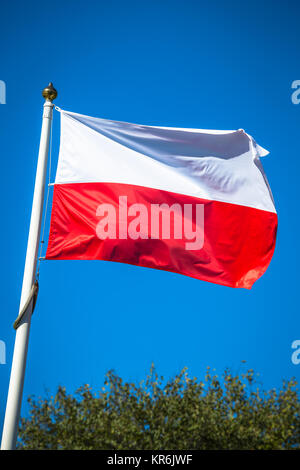 Polnische Flagge auf einem Feld gegen den blauen Himmel Stockfoto