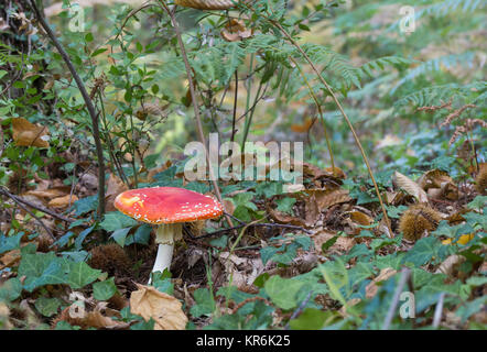 Amanita muscaria Pilze in ihrer natürlichen Umgebung fotografiert. Stockfoto