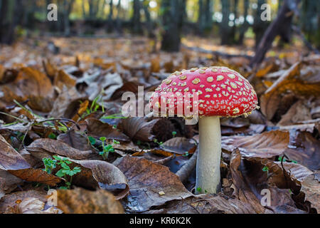 Amanita muscaria in ihrer natürlichen Umgebung fotografiert. Stockfoto