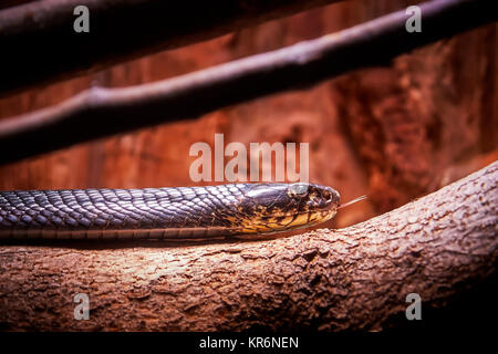 Wald Kobra (Naja lalage), auch bekannt als die schwarze Kobra und die schwarz-weiß-lippigen Cobra. Platz kopieren Stockfoto