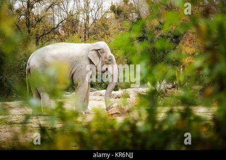 Asiatischer Elefant (Elephas maximus), auch bekannt als oder Asiatischen Elefanten Stockfoto