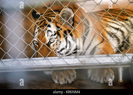 Sibirische Tiger (Panthera tigris tigris), auch genannt Amur Tiger, in einem Käfig traurig Stockfoto