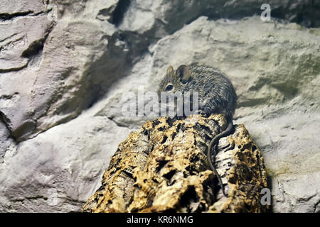 Vier gestreifte Gras Maus oder vier gestreifte Gras Ratte (Rhabdomys pumilio) Stockfoto