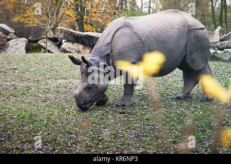 Junge indische Nashorn (Rhinoceros unicornis), genannt auch die größere one-horned Rhinoceros und großen Indischen Nashorn Stockfoto