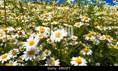 Blumenwiese an einem sonnigen Tag Stockfoto