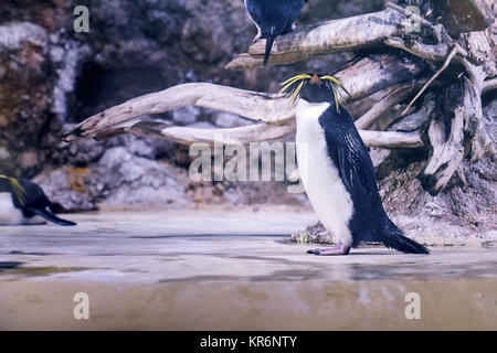 Northern rockhopper Pinguine (Eudyptes moseleyi), auch bekannt als Moseleys rockhopper Penguin, oder Moseley's Pinguin Stockfoto