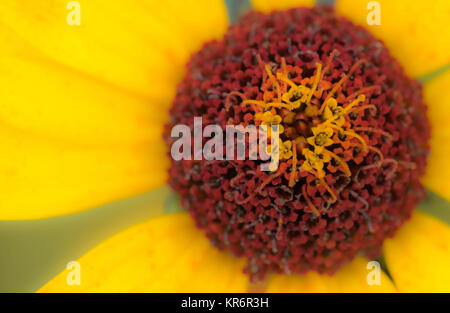 Rudbeckia fulgida 'Goldstrum' orange Coneflower in voller Blüte Stockfoto