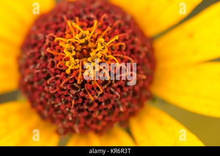 Rudbeckia fulgida 'Goldstrum' orange Coneflower in voller Blüte Stockfoto